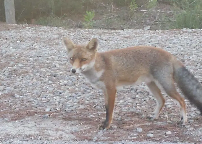 Poggio Del Drago Hotel Ponticino